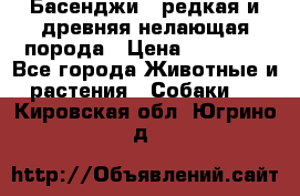 Басенджи - редкая и древняя нелающая порода › Цена ­ 50 000 - Все города Животные и растения » Собаки   . Кировская обл.,Югрино д.